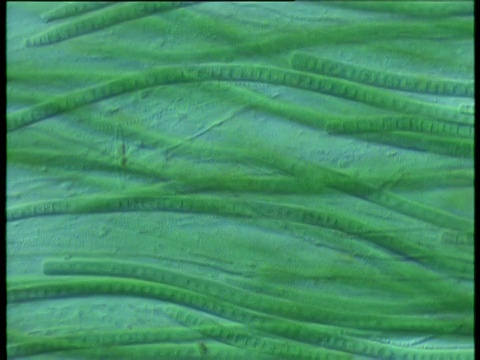 绿藻的细丝在画面上移动视频下载