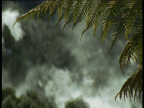 在新西兰北岛罗托鲁瓦火山喷发的背景中，蕨叶在微风中轻轻摇摆视频下载