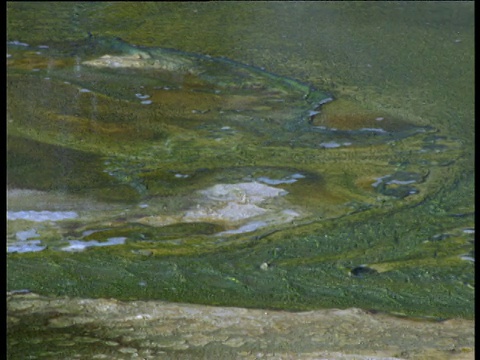 图为新西兰北岛罗托鲁瓦的温泉和藻类视频下载
