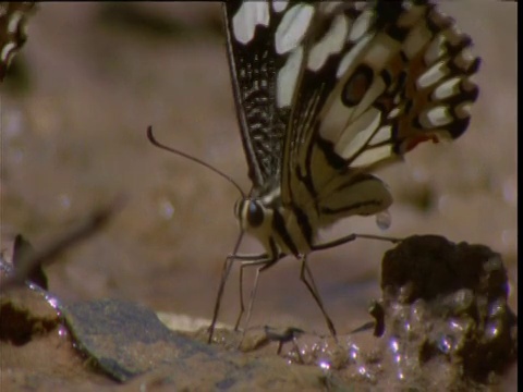 格子燕尾蝶在澳大利亚北部内陆的春季吸水和矿物质视频下载