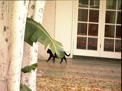 黑猫走在被遗弃的好莱坞大使酒店的道路上视频素材
