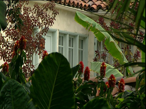 穿过鲜花公寓的窗户，酒店马尔蒙特日落大道洛杉矶视频素材