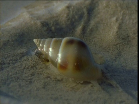 在澳大利亚西部的沙滩上，捕猎海螺用灵敏的虹吸管嗅出猎物的气味视频素材