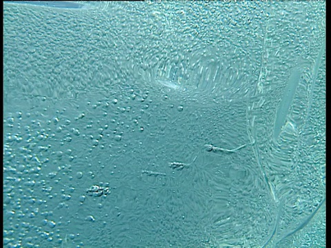 泡泡穿过冰，勒梅尔海峡视频下载
