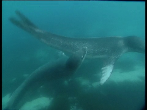 梦幻岛，两只雄性豹海豹一起旋转视频下载