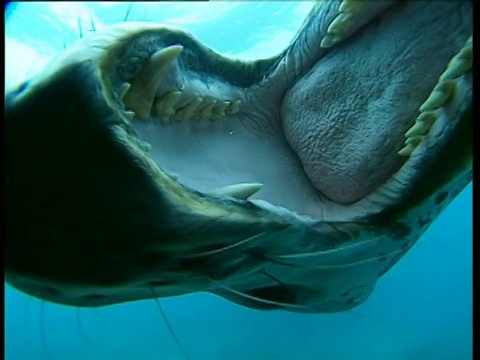 梦之岛，豹海豹咬相机视频下载