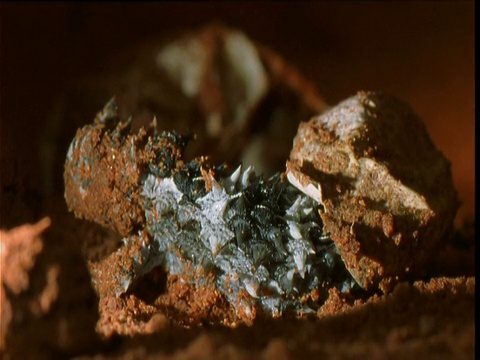 澳大利亚爱丽丝斯普林斯，刚孵化的多刺魔鬼蜥蜴挣扎着从蛋壳中挣脱出来视频素材