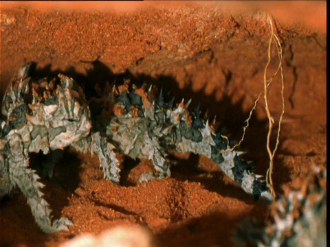 潘在澳大利亚爱丽丝斯普林斯的巢室里留下了刚孵化的多刺魔鬼蜥蜴视频素材