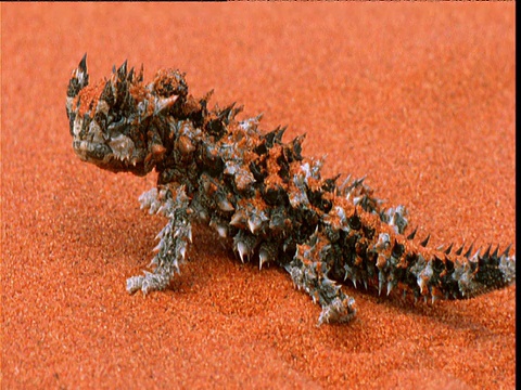 澳大利亚爱丽丝斯普林斯红沙地上，刚孵化出来的多刺魔鬼蜥蜴视频素材