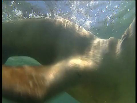 在澳大利亚西部的埃塞克斯岩石上，一对海狮在浅水处检查摄像机，然后游开了视频素材