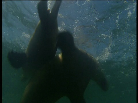 一对海狮在澳大利亚西部的埃塞克斯岩石的浅滩上交配视频素材