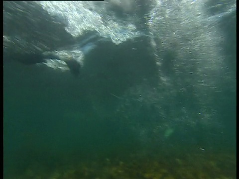 西澳大利亚的埃塞克斯岩石，海狮游过镜头，海豚和游走视频素材