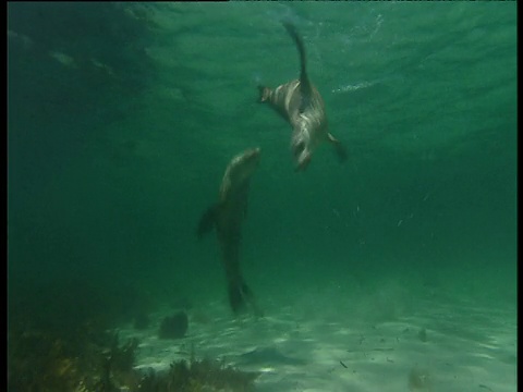 一对海狮游泳和海豚在浅滩，埃塞克斯岩石，澳大利亚西部视频素材