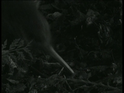 新西兰纳皮尔，几维鸟用长喙探测森林地面视频素材