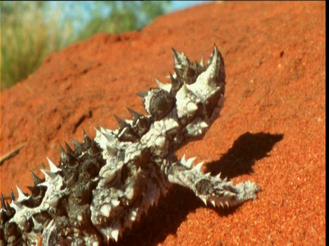 在澳大利亚北部内陆地区，年轻的多刺魔鬼在沉重地爬上沙丘时抖动着身体视频素材