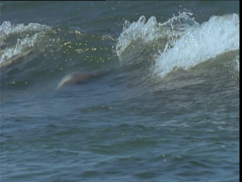 南澳大利亚袋鼠岛，海狮在浪花中冲浪，然后翻筋斗视频素材