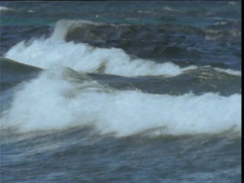 南澳大利亚袋鼠岛，海狮在浪花中冲浪视频素材