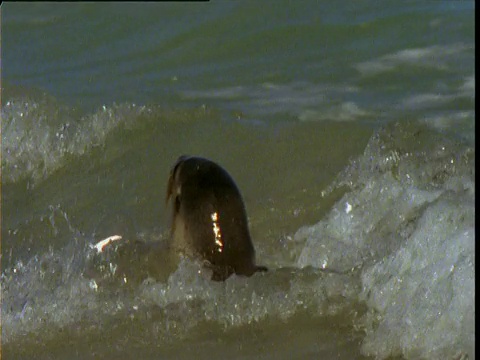 一对海狮冲入海岸，袋鼠岛，南澳大利亚视频素材