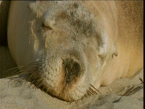 潘从一只打瞌睡的海狮身边走到另一只，南澳大利亚袋鼠岛视频素材