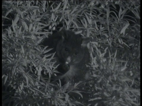 澳洲维多利亚州马里斯维尔的山刷尾负鼠晚上在树上吃浆果视频下载