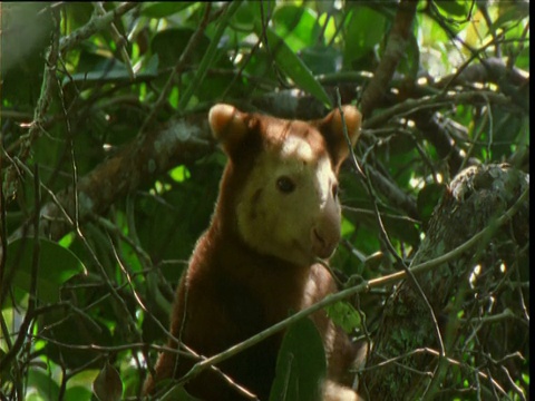 巴布亚新几内亚，Goodfellow树袋鼠环顾四周，啃着树冠上的小树枝视频下载