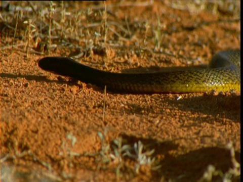 澳大利亚新南威尔士州内陆的太攀滑过沙漠视频素材