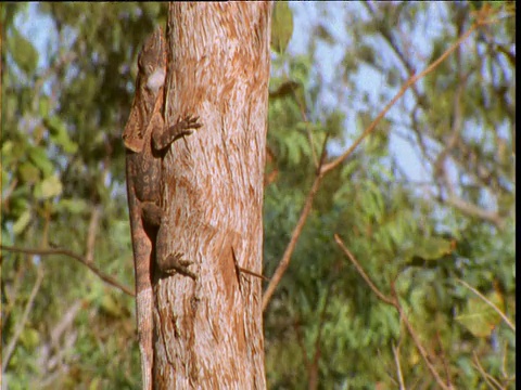 澳大利亚北领地达尔文，皱褶蜥蜴在树干周围移动以保持在阳光下视频下载