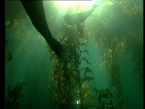海狮在塔斯马尼亚岛的海藻林中游泳视频素材
