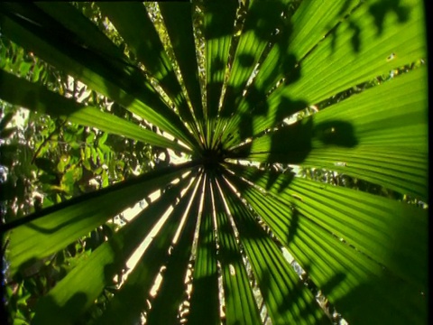 旋转在扇棕榈在热带雨林，丹特里，澳大利亚视频下载
