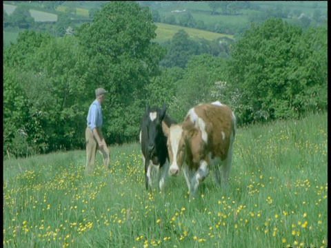 德文郡，农夫穿过田野时，奶牛向镜头跳跃视频素材