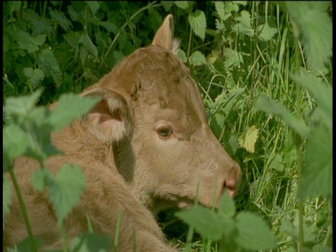 荨麻中的一头小牛，德文郡视频素材