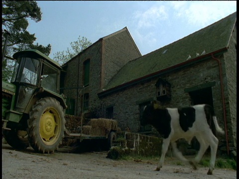 小牛犊从畜棚里蹦出来，德文视频素材