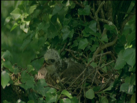 一只秃鹰雏鸟在德文郡安家视频素材