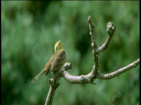 黄鹤坐在树枝上歌唱，德文郡视频下载