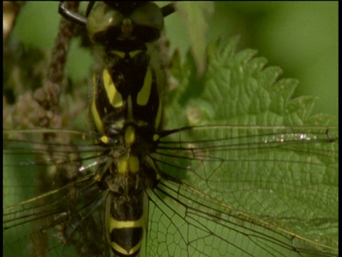 蜻蜓的翅膀，潘左头，德文视频素材