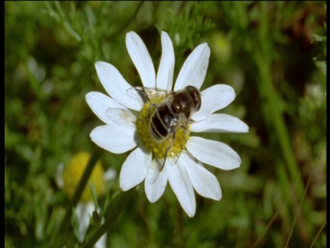 德文郡，牛眼雏菊上的食蚜蝇，绕着花走，然后飞走了视频下载