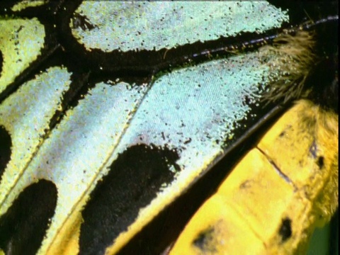 右从色彩斑斓的翅膀飞到昆士兰的鸟翅蝴蝶视频下载