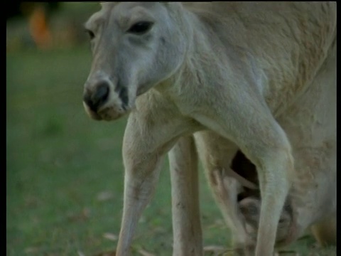 澳大利亚，小袋鼠站在一旁，把自己拖进妈妈的育儿袋里视频下载