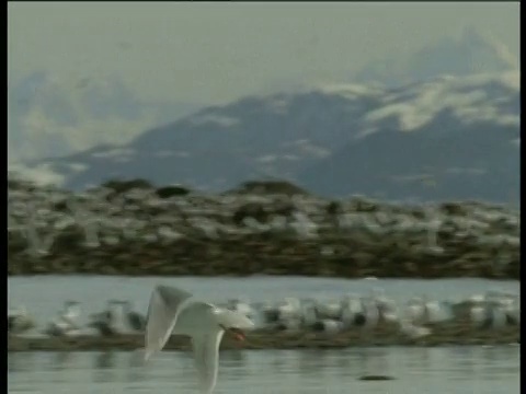 阿拉斯加蒙塔古岛，海鸥捉鱼吃视频素材