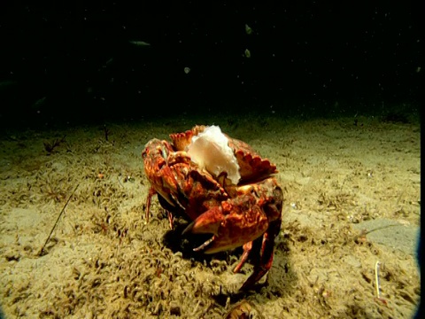一只螃蟹在交配时倒挂着另一只螃蟹，加利福尼亚视频下载