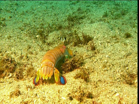 螳螂虾游过加利福尼亚的海床视频下载