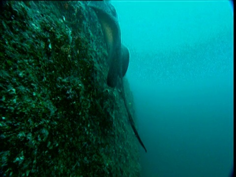 大理石纹鳐(Taeniura meyeni)游向镜头，转过90度，游向哥斯达黎加科科斯岛的海底山视频下载