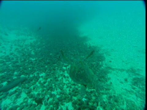 沿着绿海龟的轨迹前进，因为它游过海底山的基地，科科斯岛，哥斯达黎加视频下载