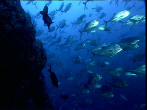 大眼杰克游过海底山，科科斯岛，哥斯达黎加视频下载