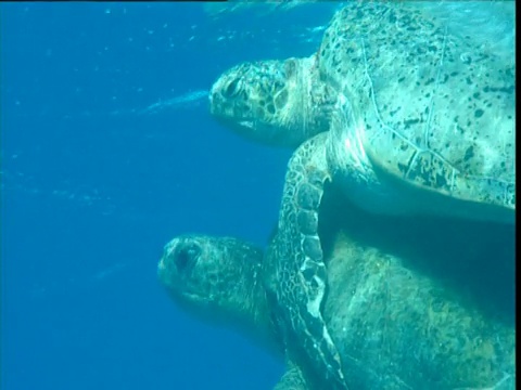阿森松岛，绿海龟交配时的头视频下载