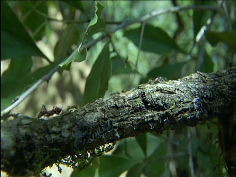 驾驶蚂蚁沿着东非森林的树枝爬视频下载