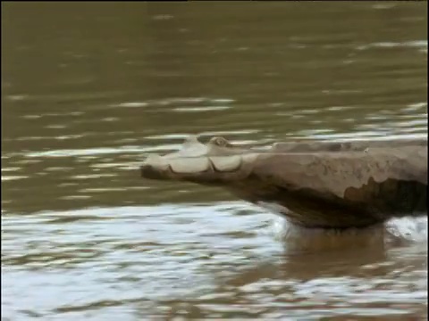 鳄鱼头雕刻的独木舟船头滑行在巴布亚新几内亚塞皮克河视频下载