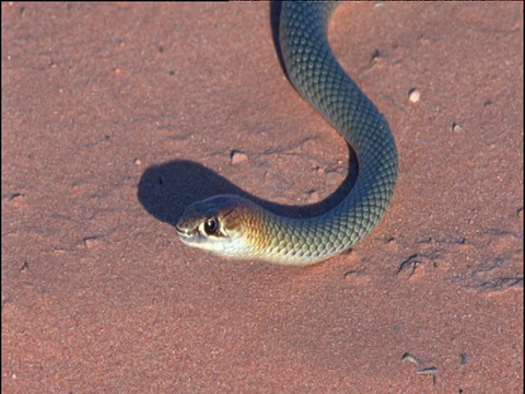 黄脸鞭蛇环顾四周，舌头轻弹，澳大利亚内陆视频下载