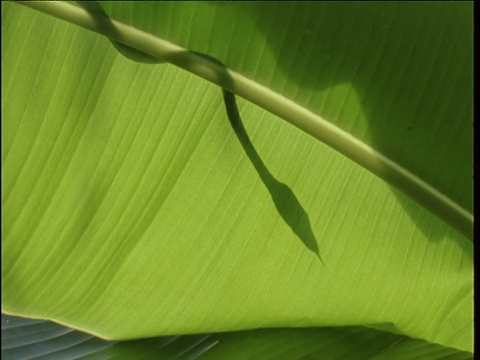芭蕉叶上藤条蛇的剪影，巴厘岛视频下载