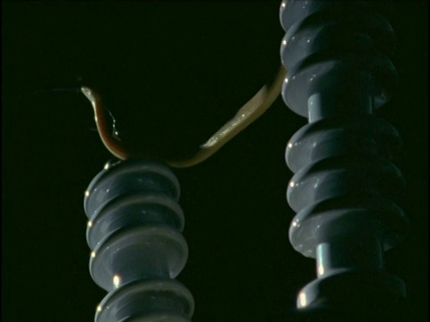 关岛，一条棕色树蛇在电线和绝缘体上爬行视频下载
